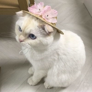 卖萌喵星人唯美可爱头像