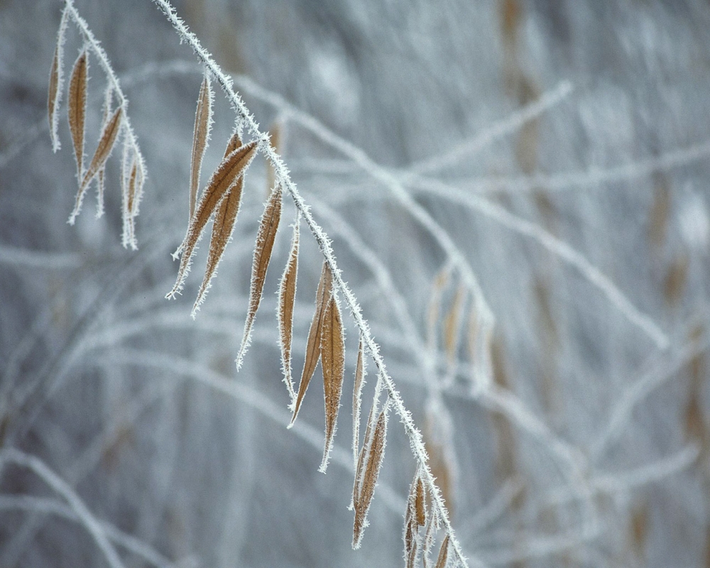 雪中树木 第二辑