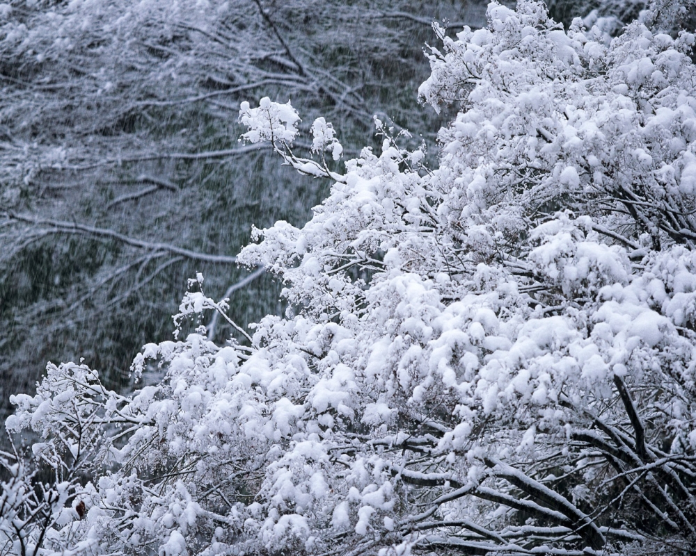 雪中树木 第二辑