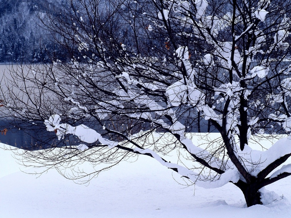 雪中写真 第一辑