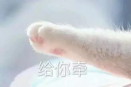 猫爪表情包