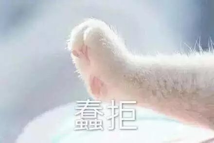 猫爪表情包