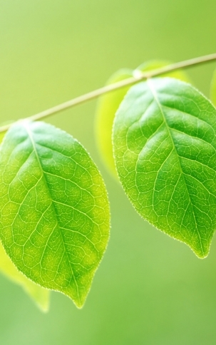 植物图片，清新护眼绿色植物