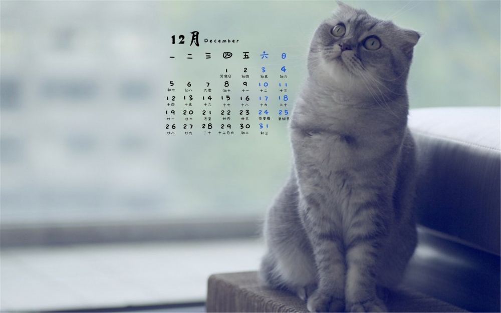 2016年12月日历可爱的喵星人折耳猫电脑壁纸下载