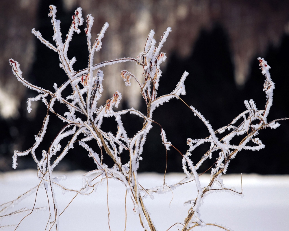 雪中树木 第二辑