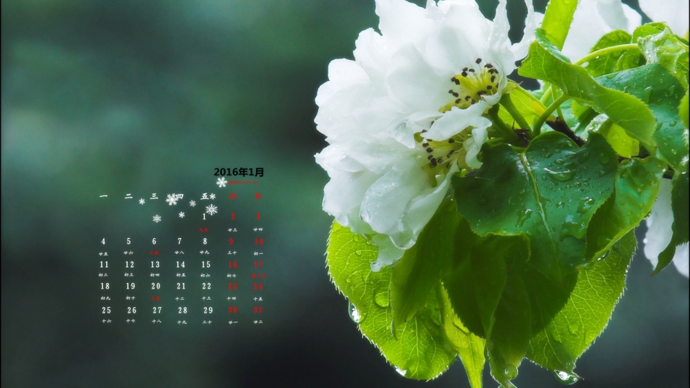 2016年1月日历绿色护眼风景壁纸第二辑