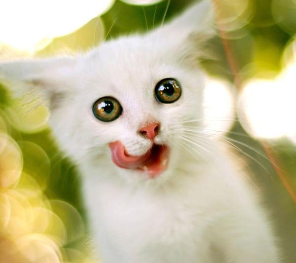 我爱你，猫咪宝贝
