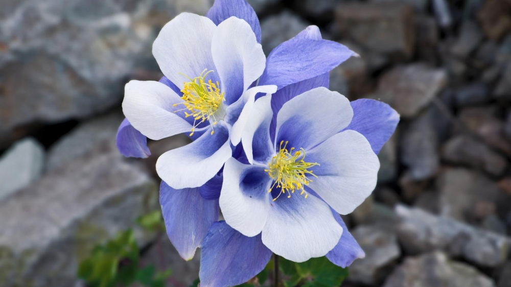 蓝色花朵耧斗菜高清桌面壁纸下载4