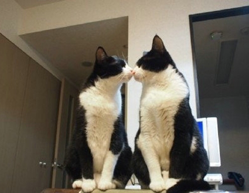 双胞胎可爱猫咪