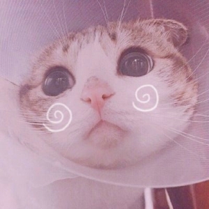 卖萌喵星人唯美可爱头像