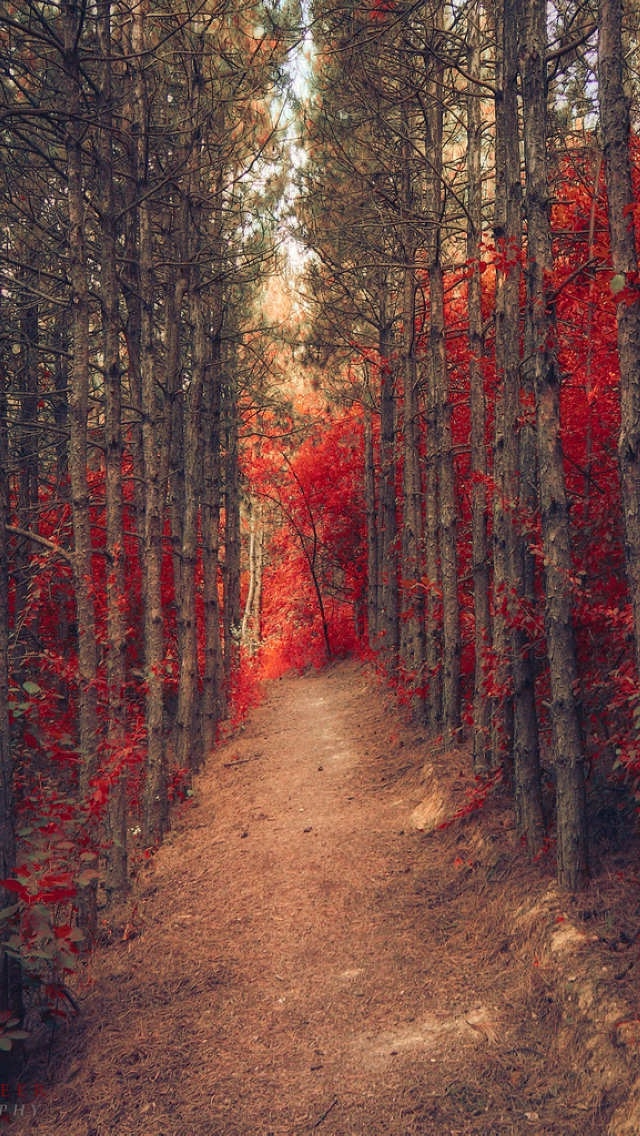 唯美艳红秋季枫叶风景手机壁纸