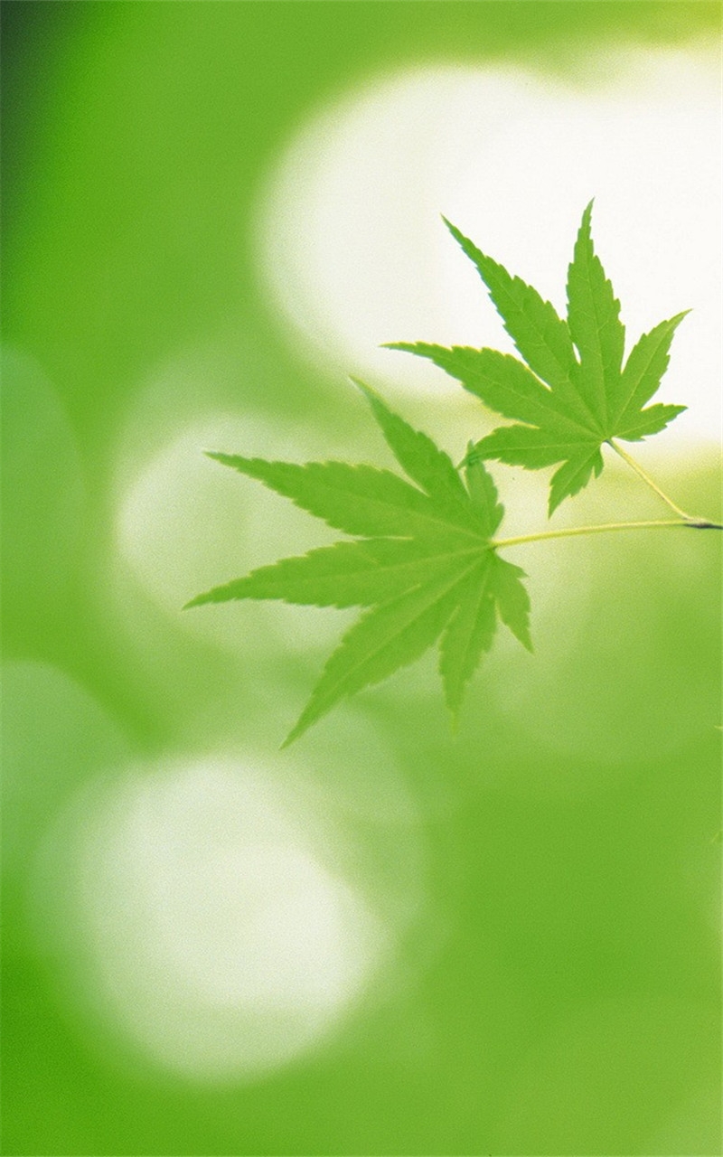 清新养眼的绿叶手机壁纸