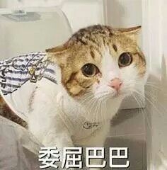 猫咪怂表情包。