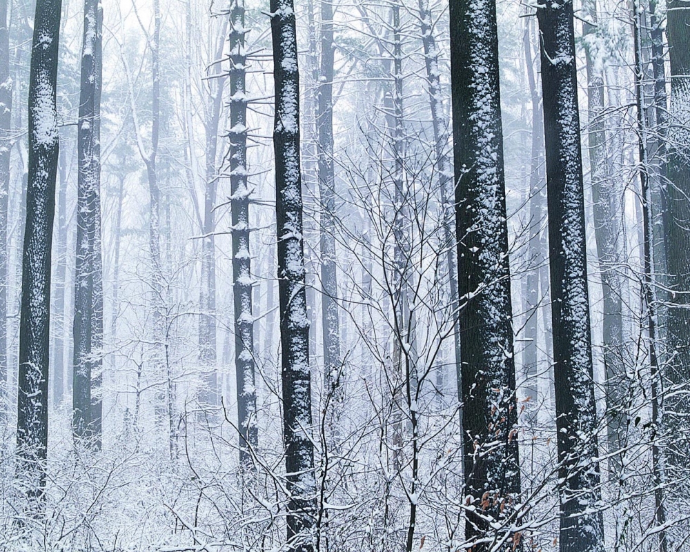 雪中树木 第二辑