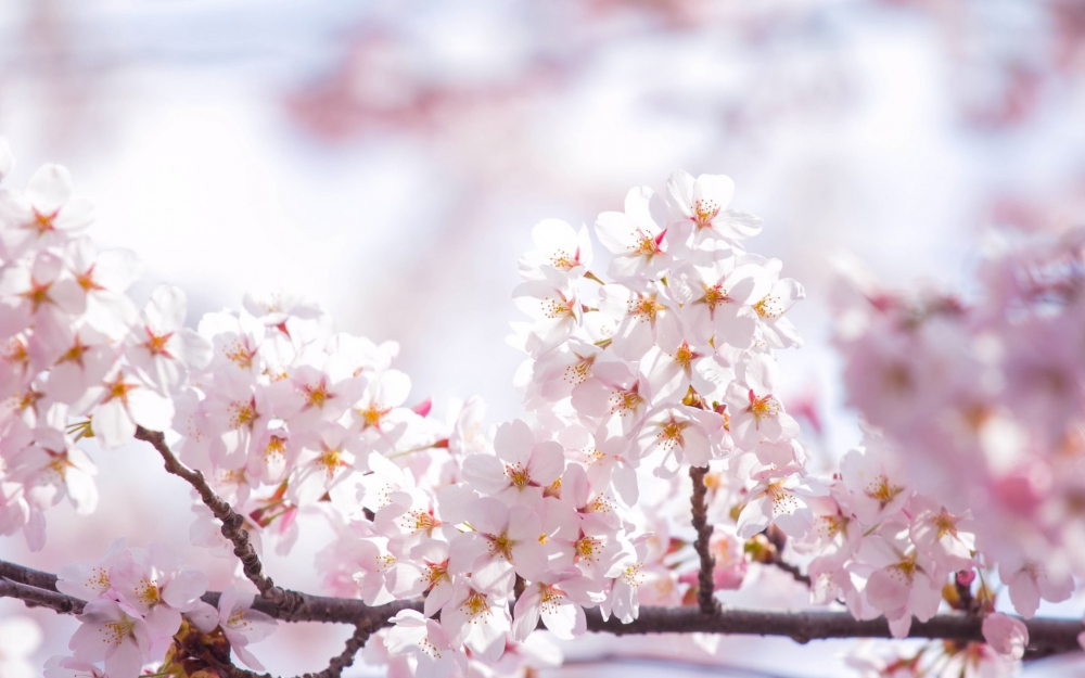 唯美灿烂的樱花摄影高清电脑桌面壁纸