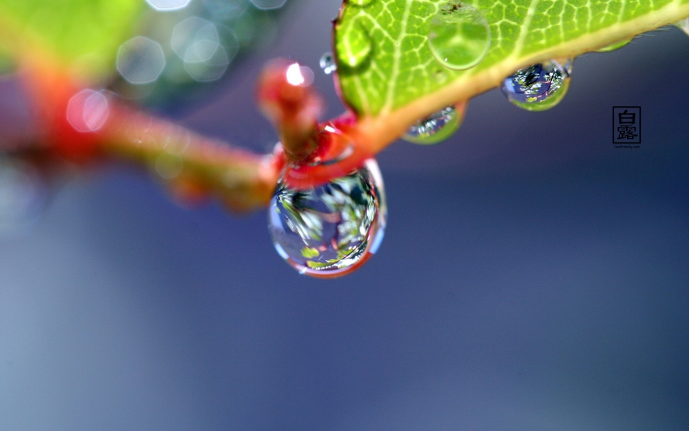 白露时节桌面壁纸之晶莹露水