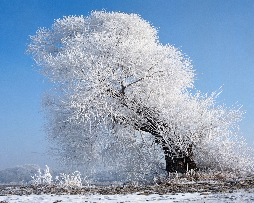 雪中树木 第二辑