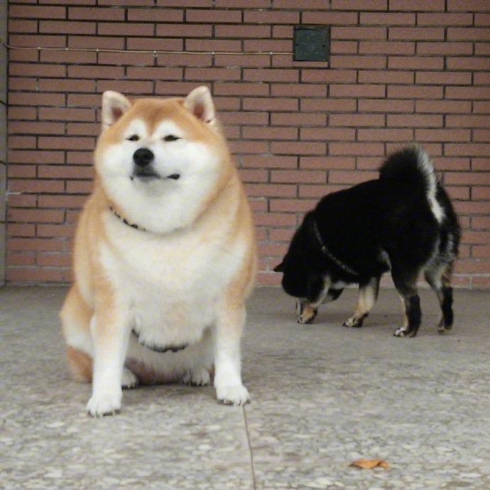 见过很多猪 还是你最可爱