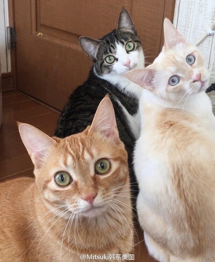 家里养了八只猫