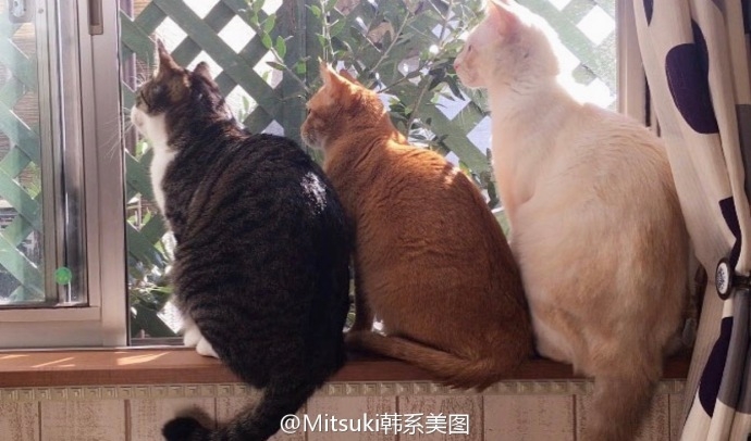 家里养了八只猫