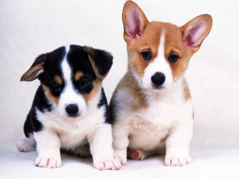 两只可爱的小狗高清桌面图片