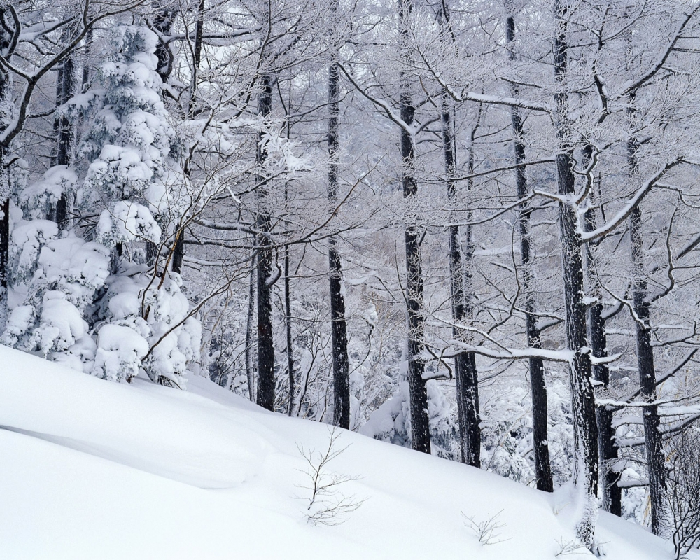 雪中树木 第二辑
