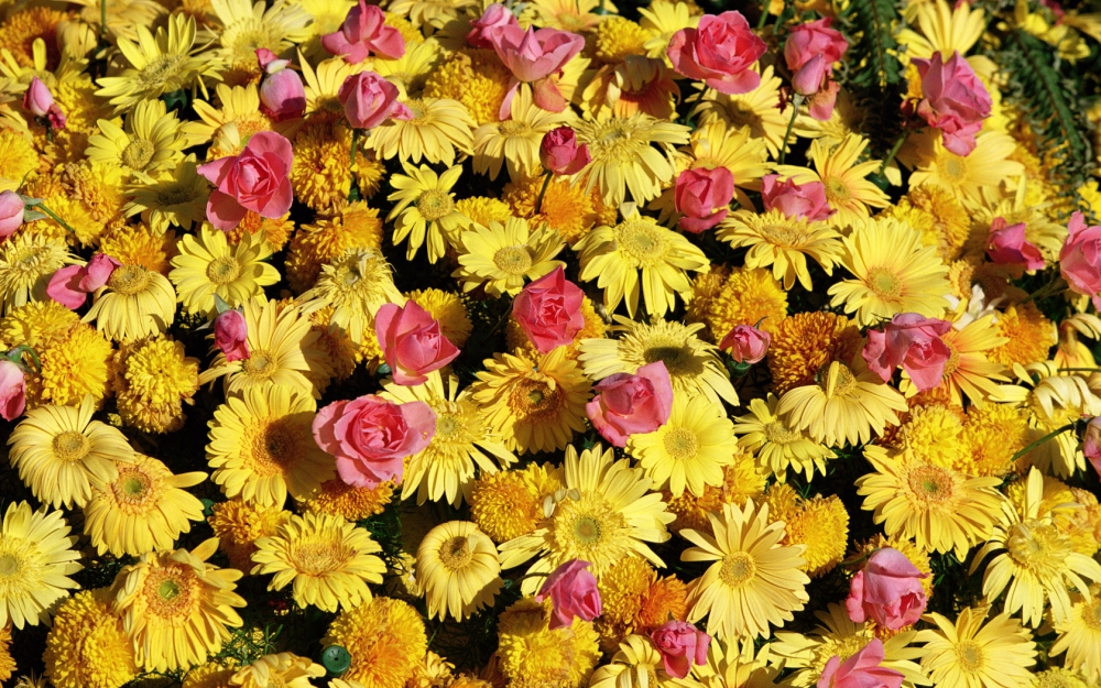 鲜花合集 第八辑
