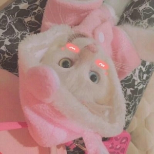 卖萌喵星人唯美可爱头像
