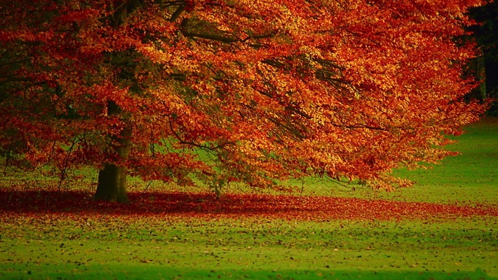 秋天落叶风景高清桌面壁纸