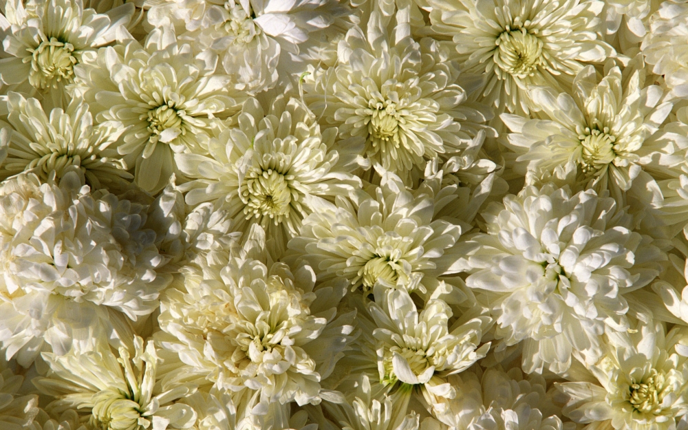 鲜花合集 第八辑