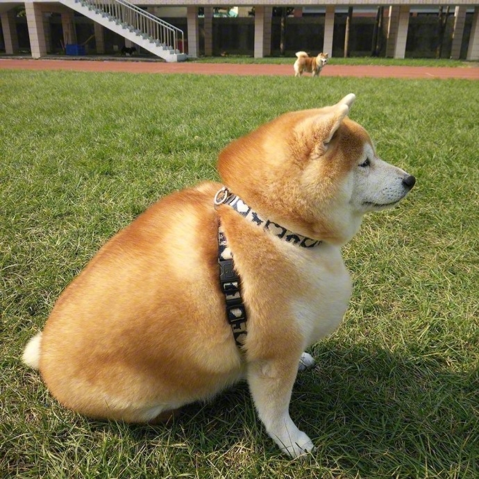 见过很多猪 还是你最可爱