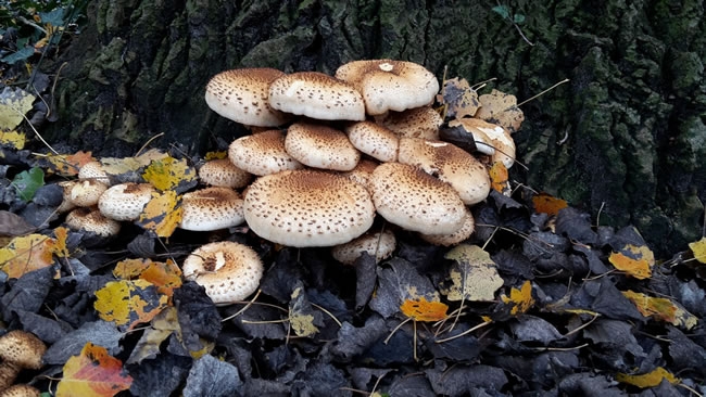 森林野生蘑菇丛图片