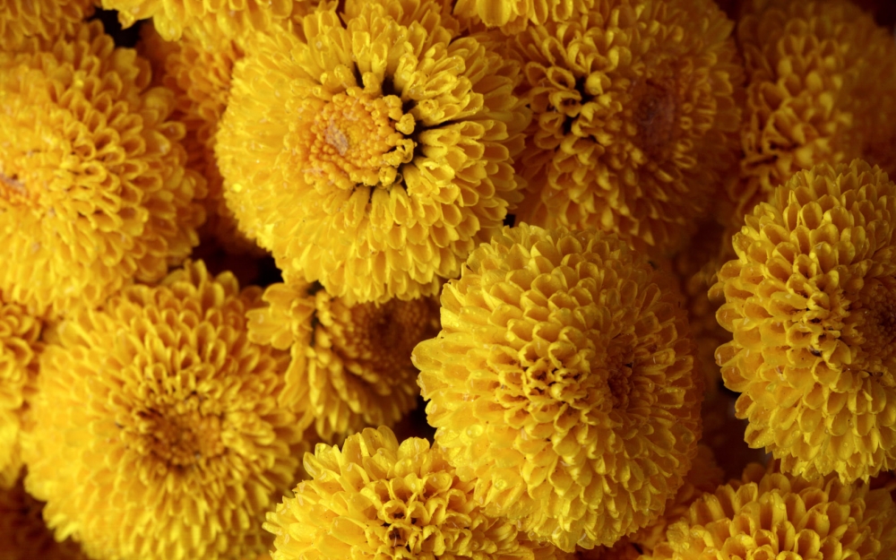 鲜花合集 第八辑