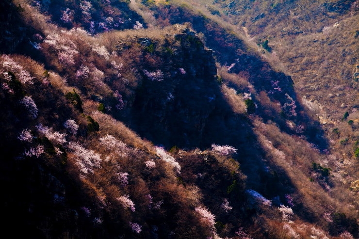 山花含苞访箭扣