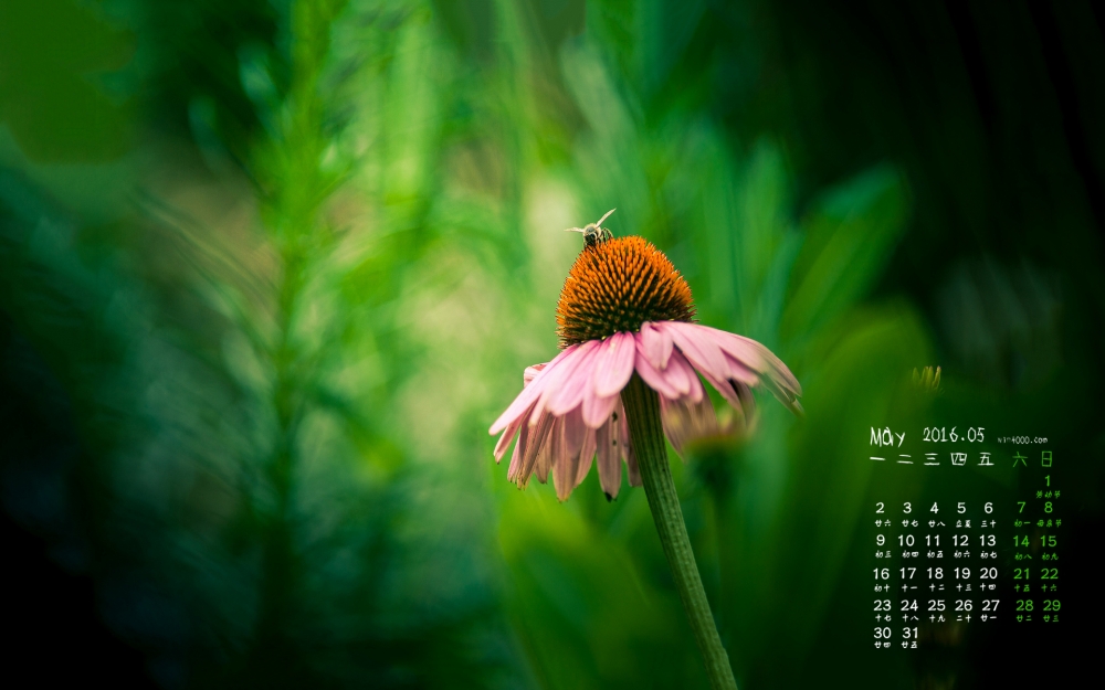 2016年5月日历停在花上的蜜蜂桌面壁纸