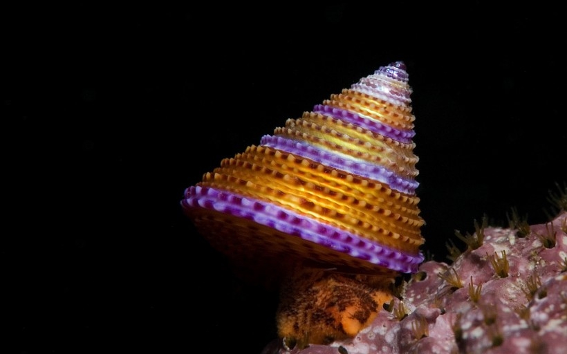 海底奇妙生物桌面壁纸