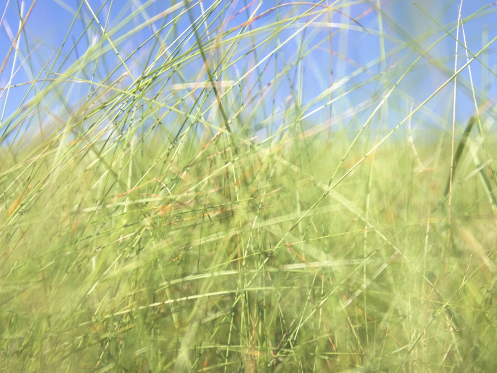 绿色草地 第三辑