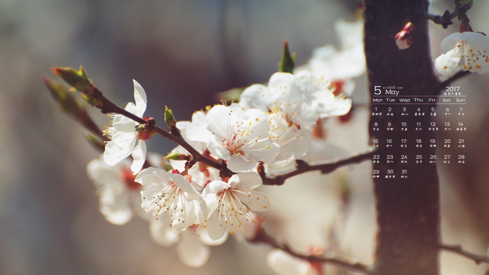 2017年5月花朵摄影宽屏日历壁纸