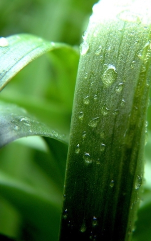 植物图片，清新护眼绿色植物