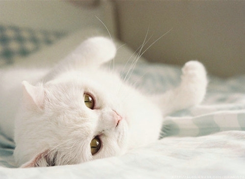 总爱幻想那些 可爱搞笑的猫咪图片