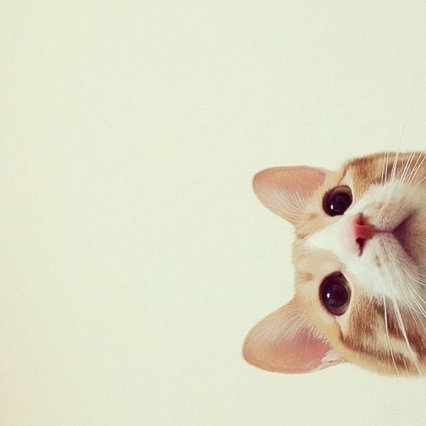 无处不在的猫咪