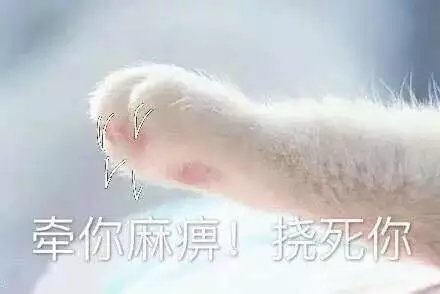 猫爪表情包