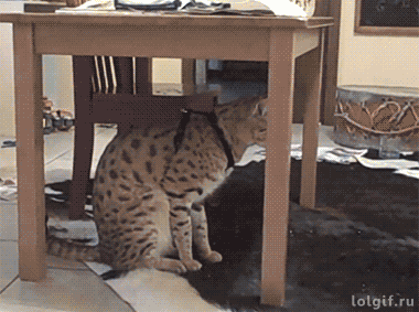 关于豹猫弹跳力的搞笑gif动态图片