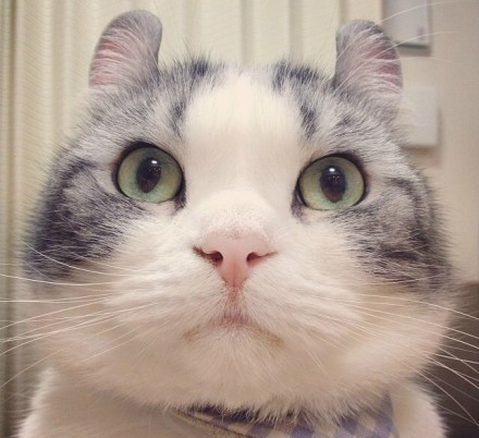 你瞅啥  大脸猫