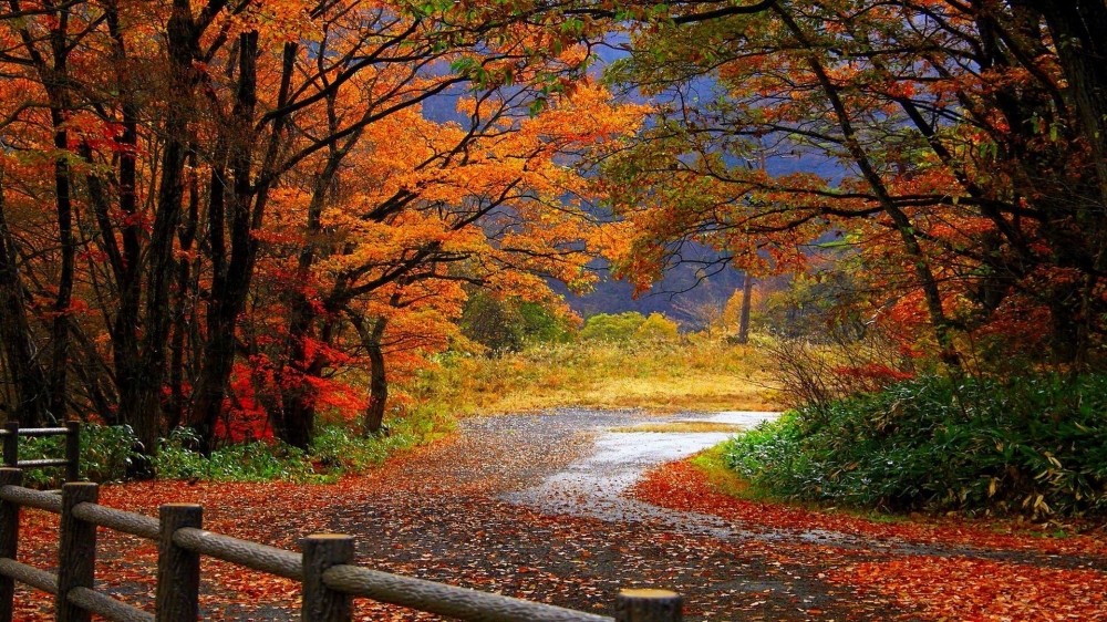 精选好看的秋天落叶唯美风景高清电脑桌面壁纸下载