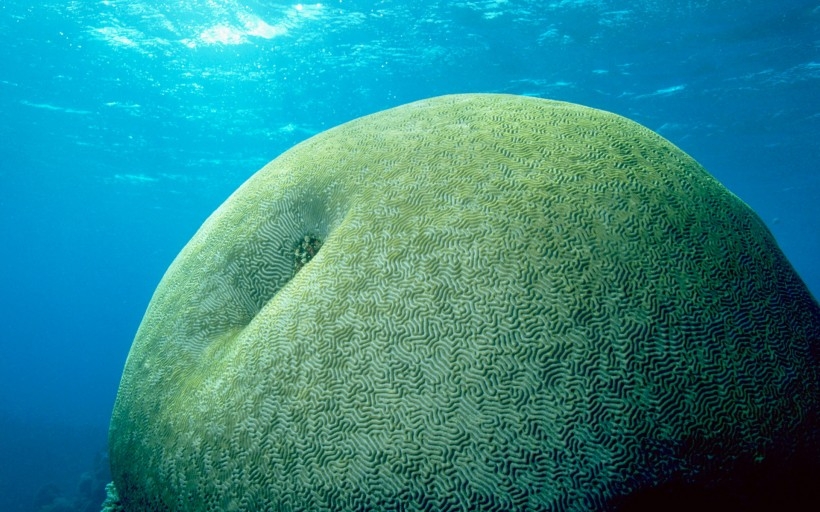 海底奇妙生物桌面壁纸