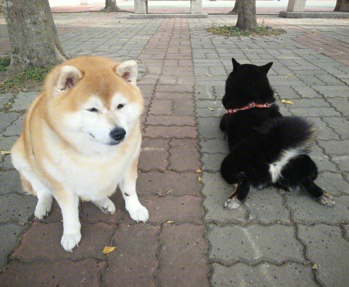 见过很多猪 还是你最可爱