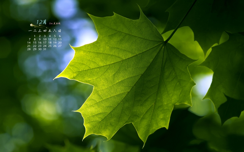 2015年12月日历枫叶桌面壁纸下载5