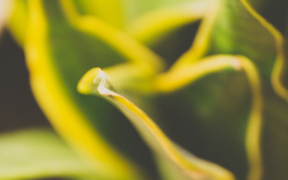 清新自然的花草树木特写高清壁纸图片