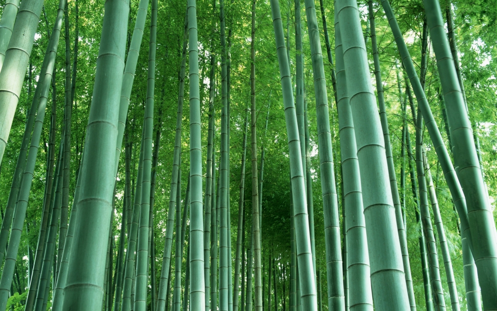 Natural beauty桌面壁纸